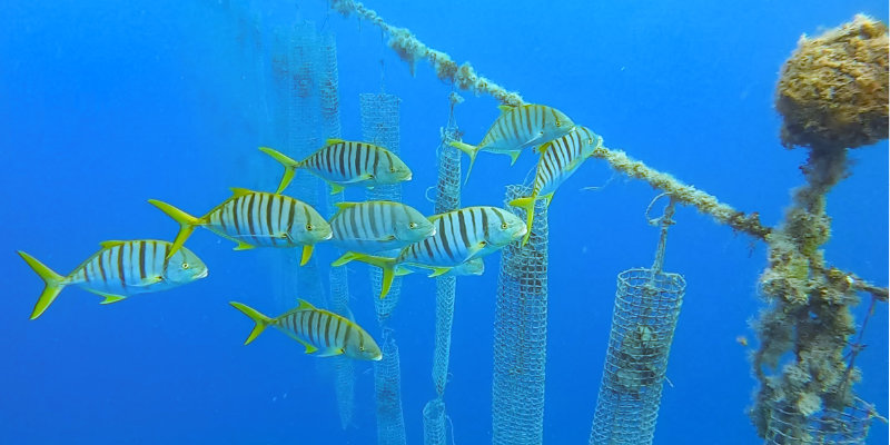 Huitres nettoyées naturellement